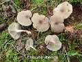 Clitocybe vibecina-amf451-1
